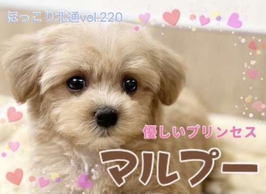 【 ほっこり北通vol.220 】ずっと一緒にいたくなる！癒しのマルプーちゃん！