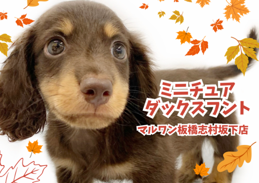 【 ミニチュアダックスフント 】人気カラーのチョコタンダックスが志村坂下店に登場