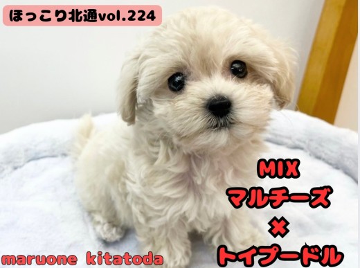 【 ほっこり北通vol.224 】クリームカラーのお姫様が埼玉県に登場！