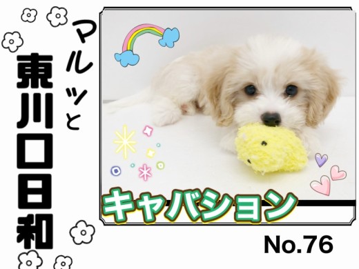 【 マルっと東川口日和No.76 】ひとり遊び上達！大人気のキャバションちゃん！