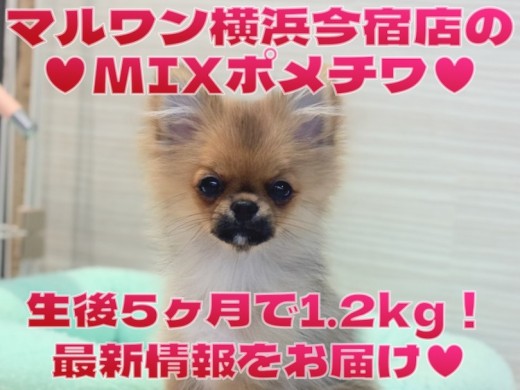 【 MIX 】生後5ヶ月で1.2kg!猫との多頭もできる超温厚なポメチワちゃま!