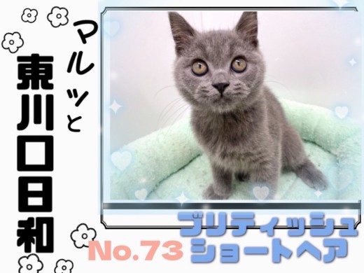 【 マルッと東川口日和No.73  】まんまる愛されフェイスの賢い男の子ブリくん