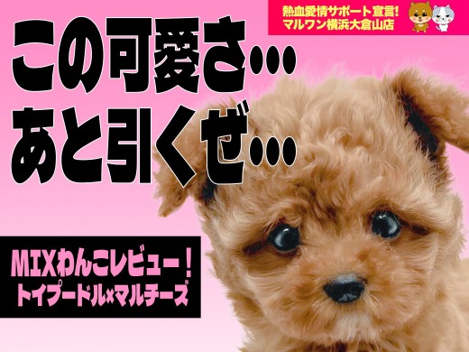 【 MIX 】リアルくまちゃん+人気のまるぷーの「くまるぷー」がやってきた!