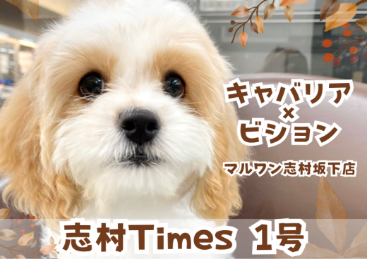 【 キャバション 】2種のDNAから受け継いだ天性の才能を発揮する遊びの天才!