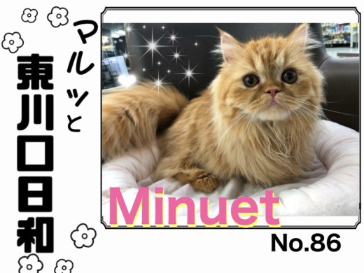 【 マルっと東川口日和No.86 】愛嬌たっぷりなミヌちゃんの姿を大公開！