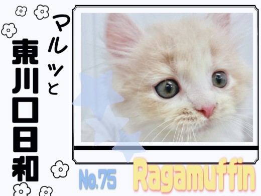 【 マルっと東川口日和No.75 】突如舞い降りた天使、ラガマフィン！