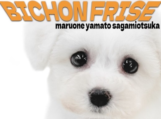 【 ビションフリーゼ 】無邪気でフレンドリー!笑顔をくれる陽気な愛されワンコ!