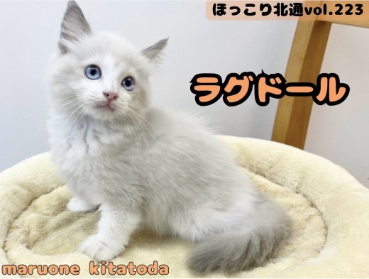 【 ほっこり北通vol.223 】おっとり癒し系boy！ラグドールくん！