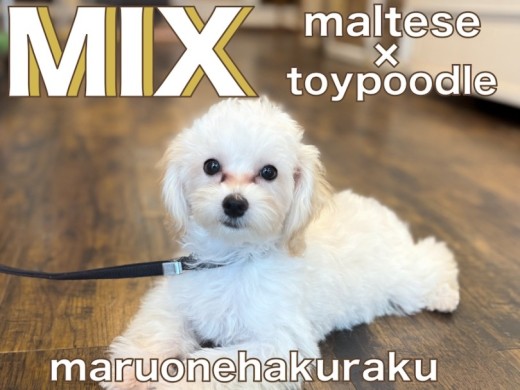 【 MIX 】落ち着きのある甘えん坊！抜け毛少なめマルプーちゃんの成長記録