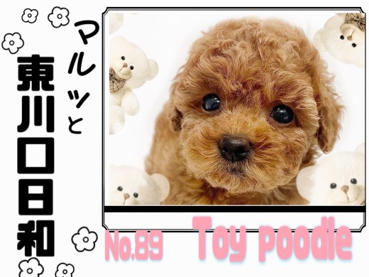 【 マルっと東川口日和No.89 】スキンシップ大好き！甘えん坊トイプードル