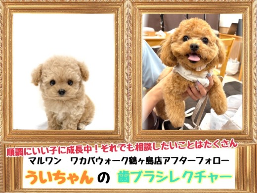 【 鶴ヶ島店アフターフォロー 】卒業生MIXのういちゃんの歯ブラシレクチャー