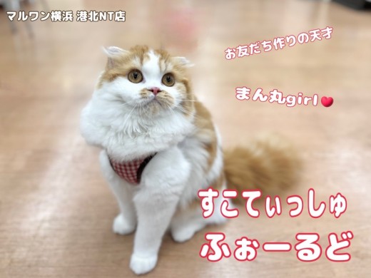 【 スコティッシュフォールド 】まぁるく大らかに成長中の生後6ヶ月の今