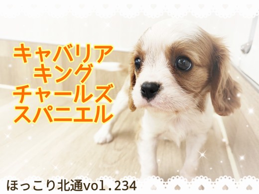 【 ほっこり北通vol.234 】ベビーフェイス＆フレンドリー！極上のキャバリア登場！