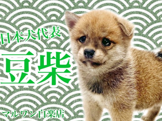 【 豆柴 】日本犬代表！初心者にオススメの甘えん坊な男の子が白楽店に降臨！