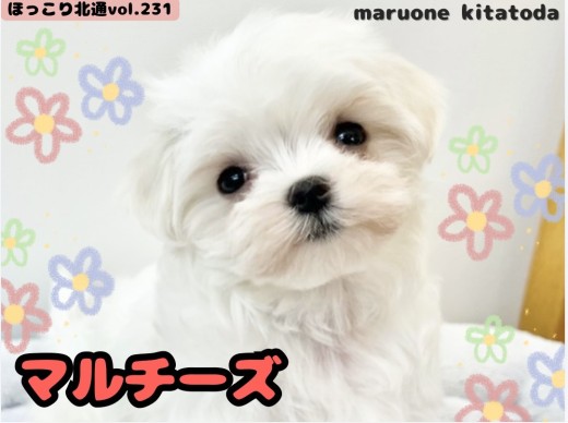 【 ほっこり北通vol.231 】埼玉県戸田市に純白な被毛を纏ったマルチーズ入店