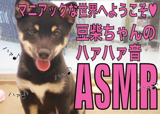 【 豆柴 】嬉しさ爆発の証!豆柴ちゃんのハァハァ音のASMR!