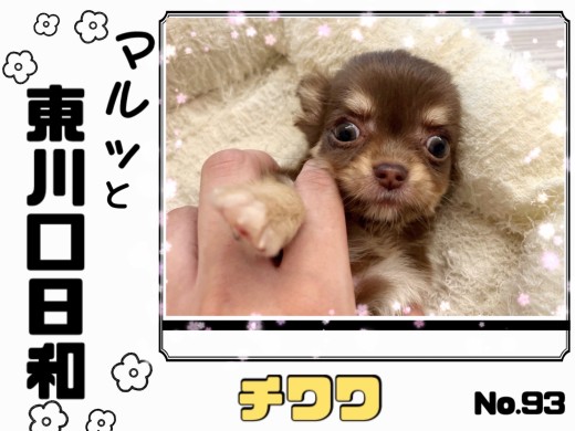 【 マルっと東川口日和No.93 】小さめサイズの激カワチョコタンチワワが登場！