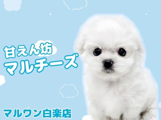 【 マルチーズ 】とびきり可愛い小さな王子様が白楽店にやってきた！