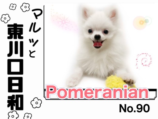 【 マルっと東川口日和No.90 】抱っこした瞬間、恋に落ちるポメの魅力