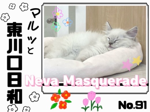 【 マルっと東川口日和No.91 】噂のスターキャット！その名もネヴァマスカレード