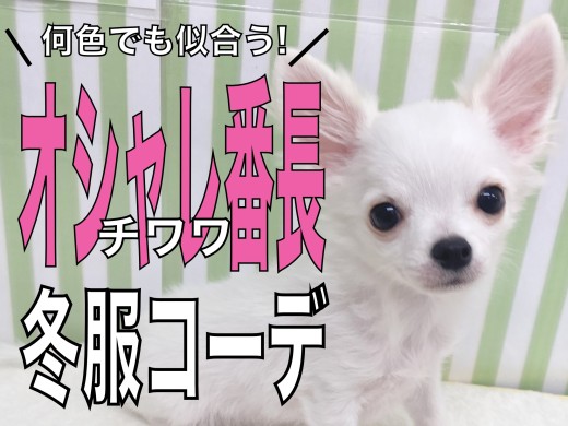 【 チワワ 】何色でも似合うオシャレ番長!ブルベ冬チワワちゃんの冬服コーデ!