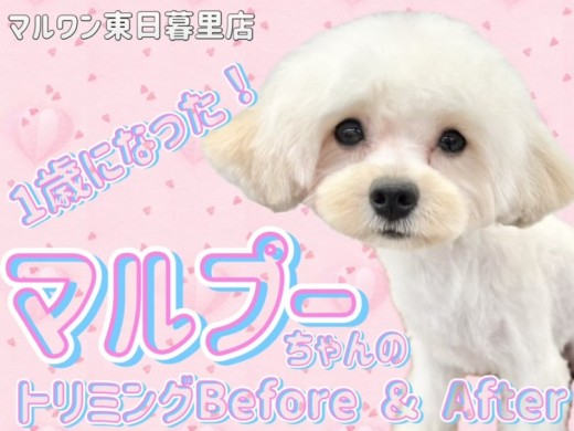 【 マルチーズ×トイプードル 】カットでビフォーアフター!MIXの毛質にも注目!