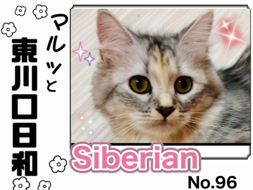 【 マルっと東川口日和No.96 】上品な甘えん坊！人懐っこいサイちゃんの魅力