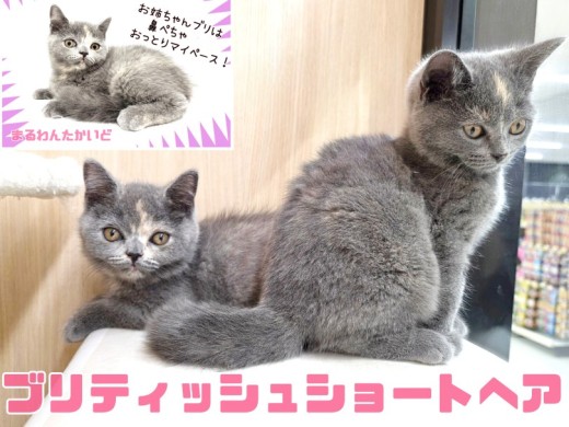 【 ブリテッシュショートヘア 】姉妹で入店!お姉ちゃんはおっとりした性格の癒し系