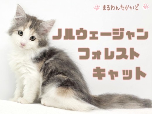 【 ノルウェージャンフォレストキャット 】森の妖精!パステル三毛が最高に可愛い!