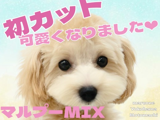 【 MIX 】マルプーちゃん、初カットで超可愛くなりました!
