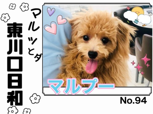 【 マルっと東川口日和No.94 】見た目も性格も満点大人可愛いマルプーちゃん