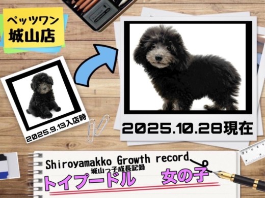 【 トイプードル 】城山っ子成長報告！2025年10月28日