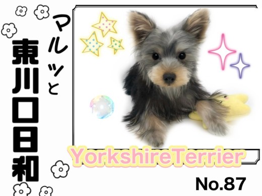 【 マルっと東川口日和No.87 】輝く瞳を持つヨーキーちゃんに密着！