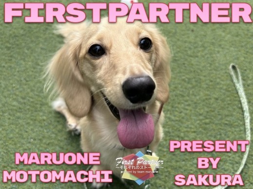 【 ファーストパートナー 】マルワン横浜元町店スタッフ長田の愛犬物語!