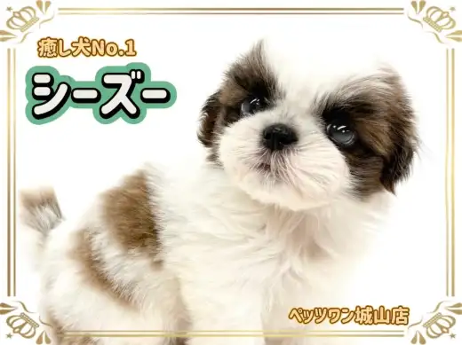 【 シーズー 】マイペース全開！最強の癒し犬、シーズーちゃんの登場です！