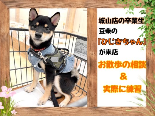 【 マルワン城山店卒業生限定サポート 】豆柴のひじきちゃんお散歩の相談＆練習