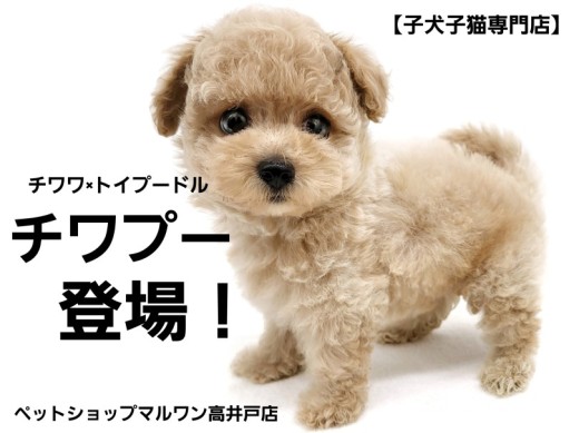 【 チワプー 】チワワの童顔&トイプードルのぬいぐるみボディMIXを考察してみた