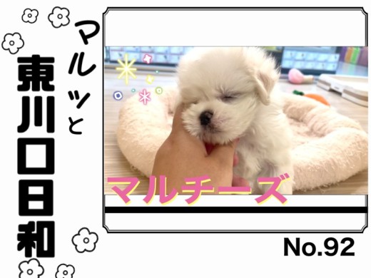 【 マルっと東川口日和No.92 】まるで生クリーム！甘すぎ注意なマルチーズが入店