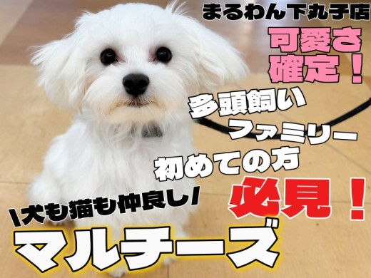 【 マルチーズ 】おすわりマスター!多頭飼いも安心な社交性抜群の3rdブログ!