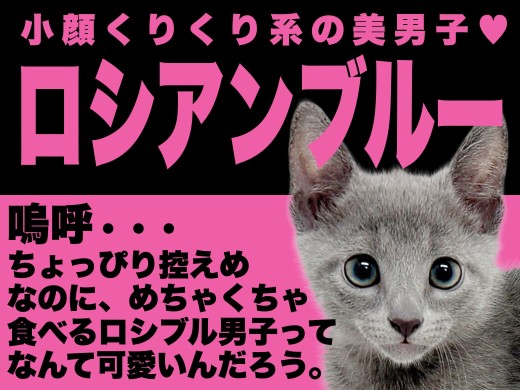 【 ロシアンブルー 】控えめな瞳の奥に食いしん坊のきらめき!ブルー王子降臨!!