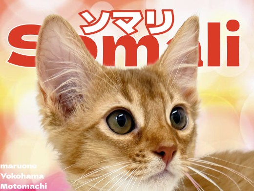 【 ソマリ 】鮮やかな赤に目を奪われる!横浜元町店の自慢のファッションガール!