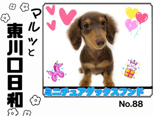 【 マルっと東川口日和No.88 】ずっと一緒に居たい愛嬌満点ダッちゃん！