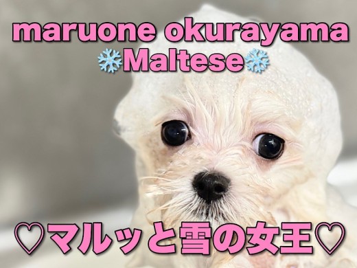 【 マルチーズ 】2回目のワクチン前日!今日は純白ボディをキレイキレイしちゃお!
