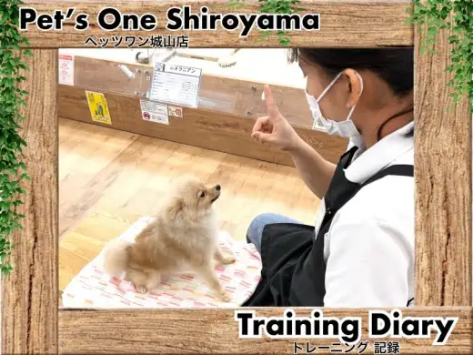 【 城山トレーニングダイアリー 】ポメちゃんの初めてのトレーニング