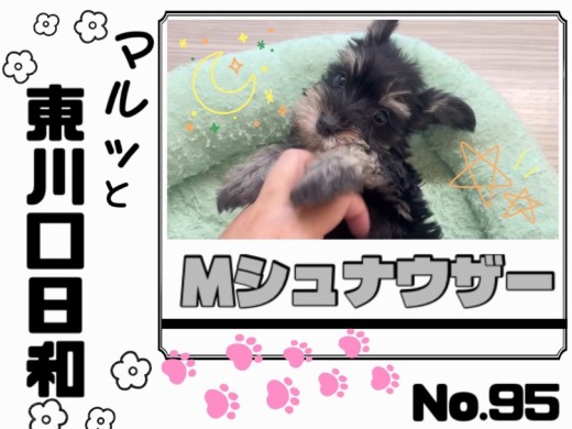 【 マルっと東川口日和No.95 】黒と銀の被毛に包まれた天真爛漫シュナちゃん！