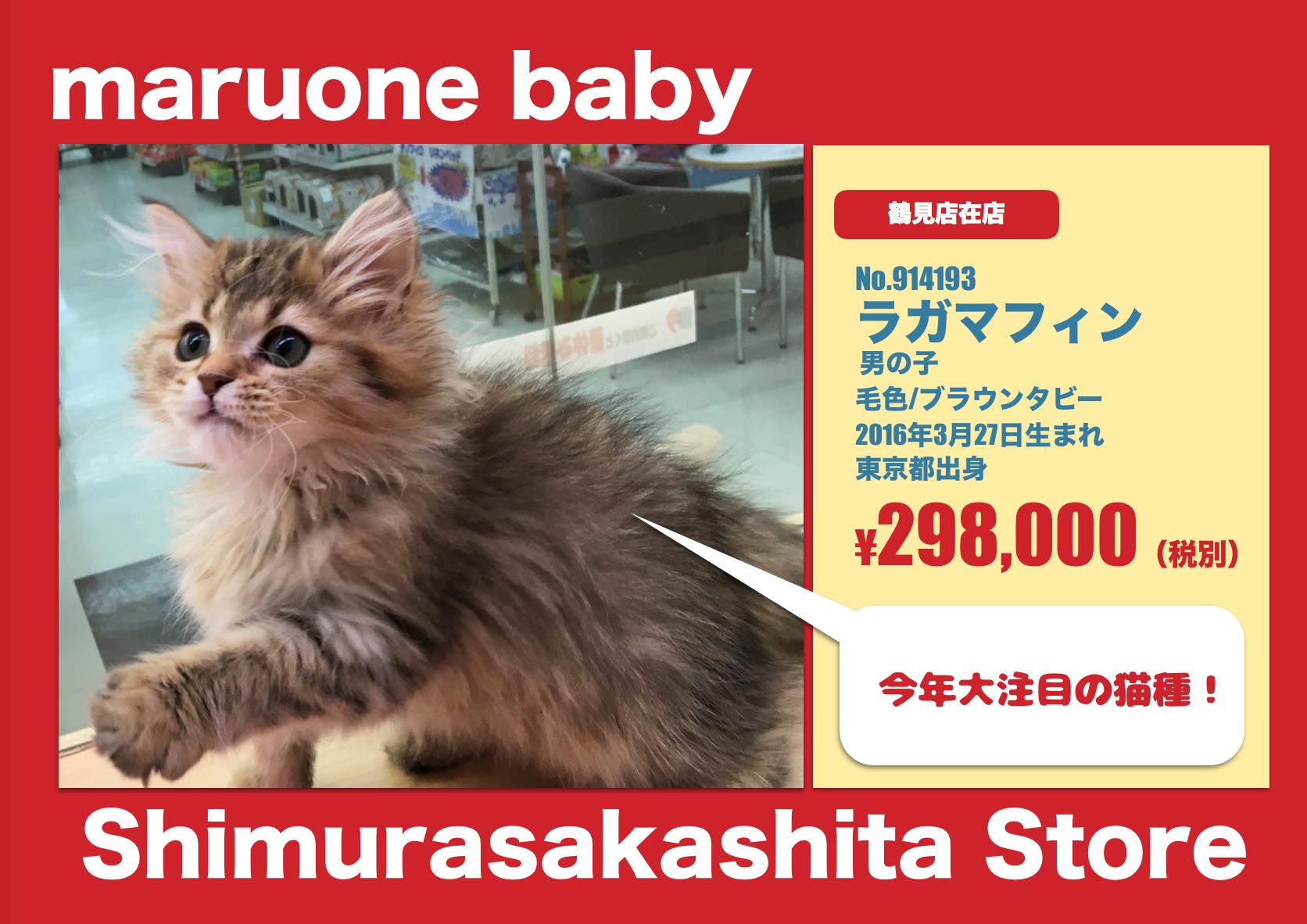志村坂下店オススメベイビー No マルワンblog ペットショップ マルワン 小さめ子犬 美形な子猫 初心者安心のサポート