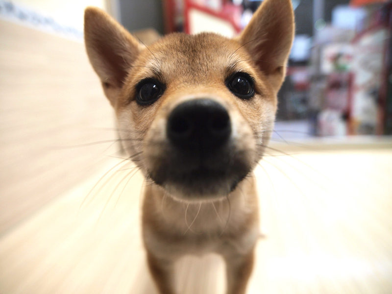 赤毛 | ペットショップスタッフがレビュー！：大倉山店の柴犬マニアが柴犬の魅力を紹介！