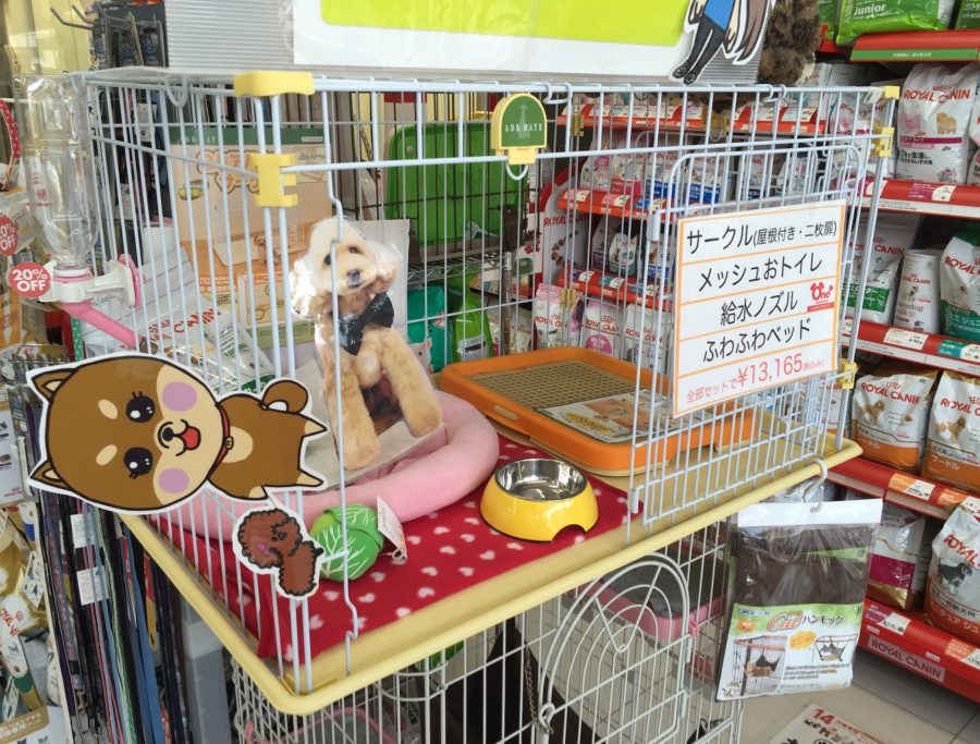柴犬との暮らしで用意するもの | ペットショップスタッフがレビュー！：大倉山店の柴犬マニアが柴犬の魅力を紹介！