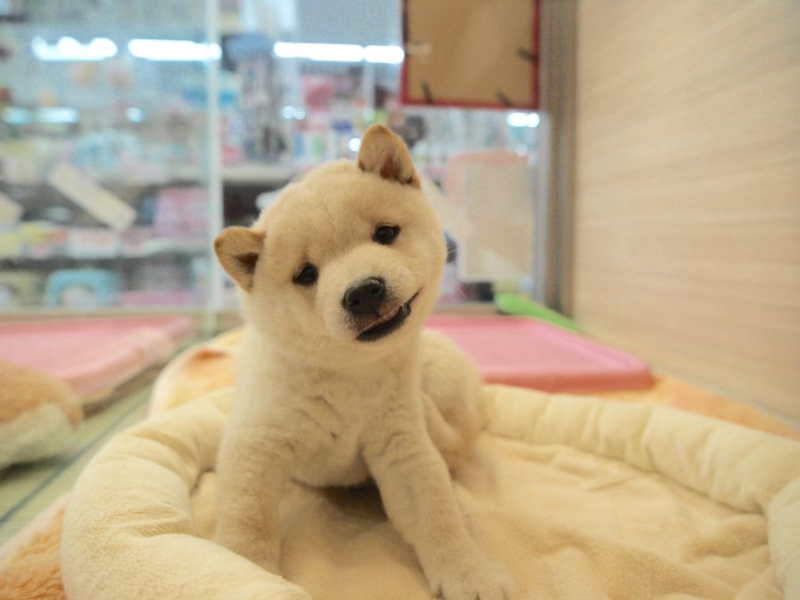 白柴と胡麻柴 | ペットショップスタッフがレビュー！：大倉山店の柴犬マニアが柴犬の魅力を紹介！