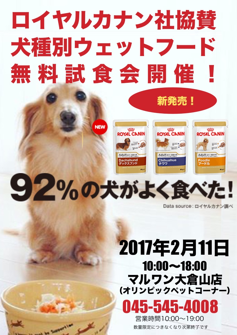 告知 2 11 土 大倉山店ロイヤルカナン犬種別ウェットフード無料試食会開催 マルワンblog ペットショップ マルワン 小さめ子犬 美形な子猫 初心者安心のサポート